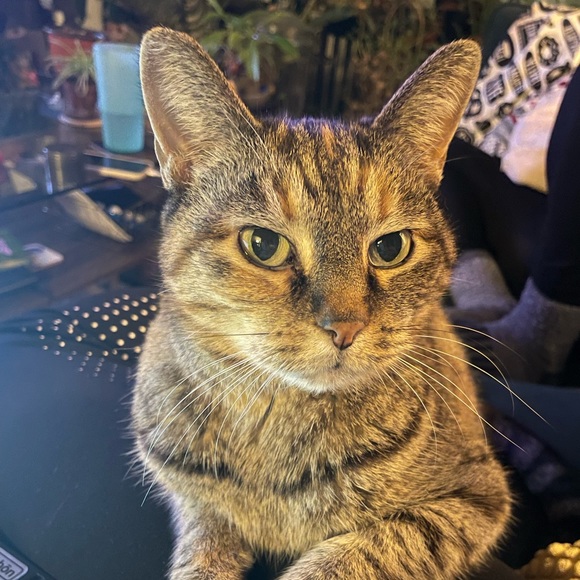 Meet your Posher, O. - Picture 1 of 1